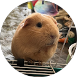 Profile photo of A Stan