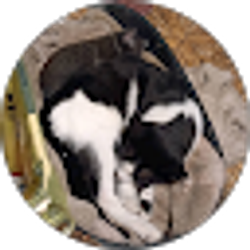 Profile photo of Anita Breazzeal