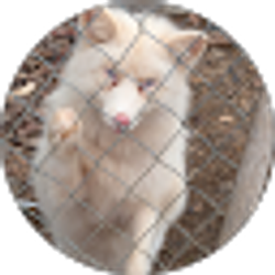 Profile photo of Don Coleman
