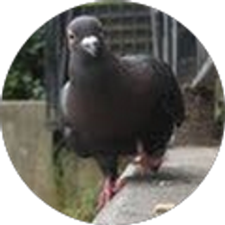 Profile photo of Matt Manderachi