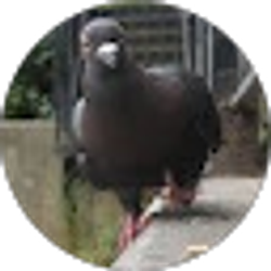 Profile photo of Matt Manderachi