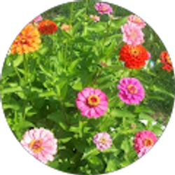 Profile photo of denise ackley