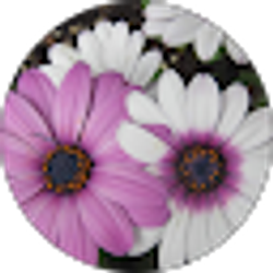 Profile photo of Erika Zimmerman