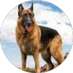 Profile photo of J D