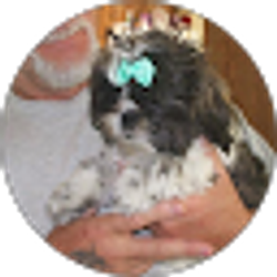 Profile photo of Joel Springer