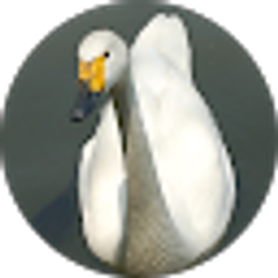 Profile photo of Will Stonebridge
