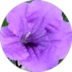 Profile photo of T Buchanan