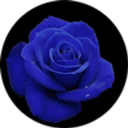 Profile photo of Michelle Barr