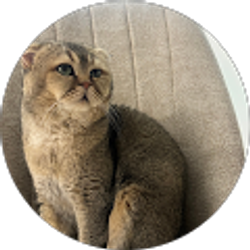 Profile photo of A S