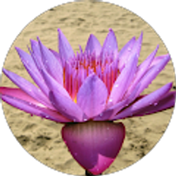 Profile photo of S M Syfuddin Mahmud