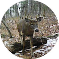 Profile photo of Lexi Anonymous