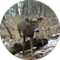 Profile photo of Lexi Anonymous