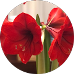 Profile photo of Guillermo & Amanda