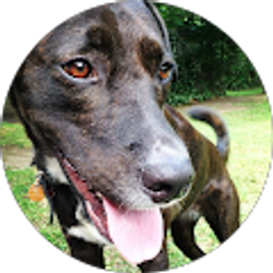 Profile photo of S McCullough