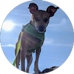 Profile photo of Patricia Hardbower