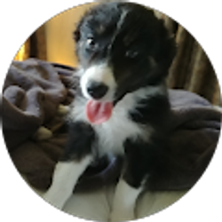 Profile photo of TheChikn