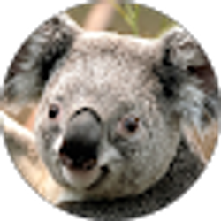 Profile photo of Noah Orlando