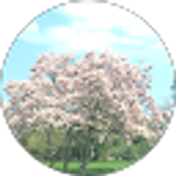 Profile photo of Kmac
