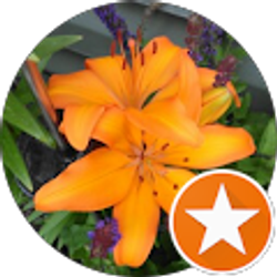 Profile photo of Donna Curtiss