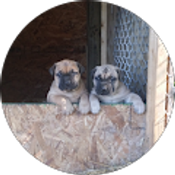 Profile photo of Sa'id Abdus-Samad