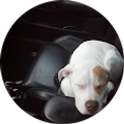 Profile photo of Bruce Desmet