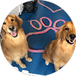 Profile photo of Groovy Pooch