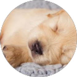 Profile photo of Danicha Saint