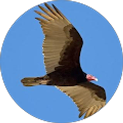 Profile photo of Kip