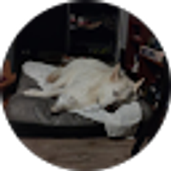 Profile photo of Saharea Ovnite