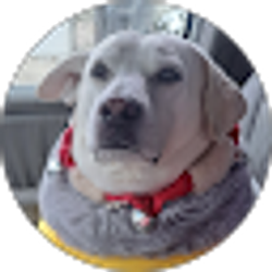 Profile photo of Kristina Austin