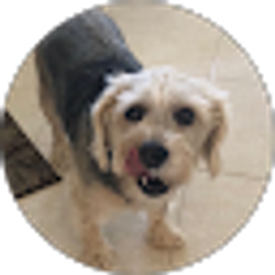 Profile photo of Kerrie Shivs