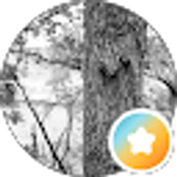 Profile photo of Toni Lawson