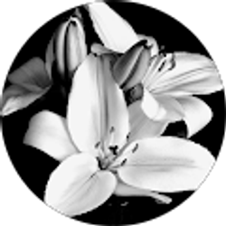 Profile photo of Stephanie Raven