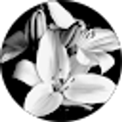 Profile photo of Stephanie Raven