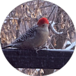 Profile photo of Melvin Arendt