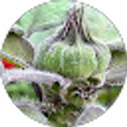 Profile photo of Jan Knispel