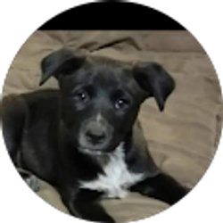 Profile photo of The Dominic Guzman