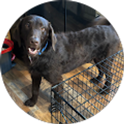 Profile photo of Crystal Gross