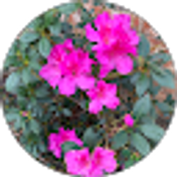 Profile photo of vivienne