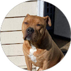 Profile photo of Andrew Scofield