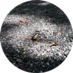 Profile photo of Artemisia