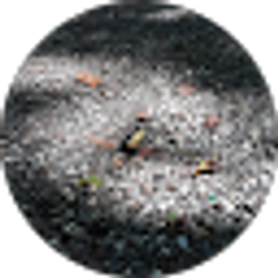 Profile photo of Artemisia