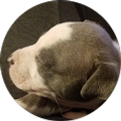 Profile photo of josiah900 gallimore