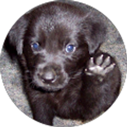 Profile photo of German Submarine