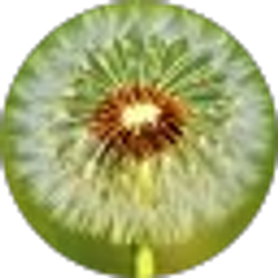 Profile photo of Chandra Morris