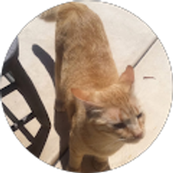 Profile photo of Janeen Steffen