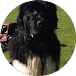 Profile photo of Robin Izora