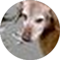 Profile photo of George Shamis