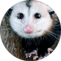 Profile photo of Possum Boyo