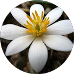 Profile photo of staubmareline